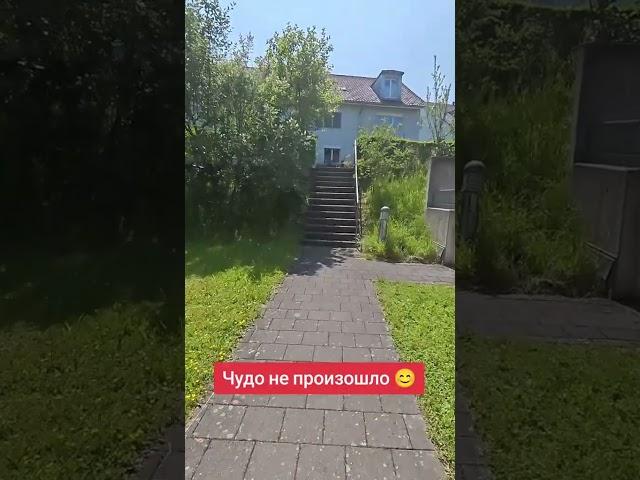Бедные туи , все ещё не могут восстановиться после стрижки. Спасибо за подписку ️