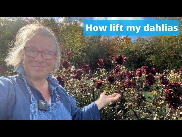 How I lift my dahlias