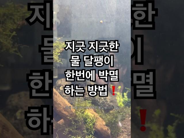 지긋 지긋한 물 달팽이 한번에 박멸하는 방법️ #구피 #구피분양 #구피치어 #물달팽이 #굽썰 #물생활 #물고기 #구피키우기