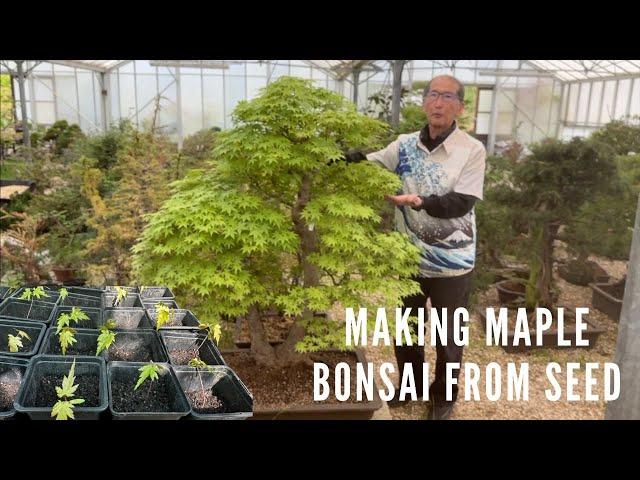 Making Maple Bonsai From Seed