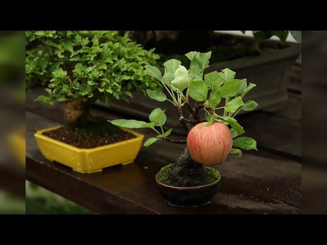 Different shapes of BONSAI. (TROPICAL BONSAI SIKKIM)