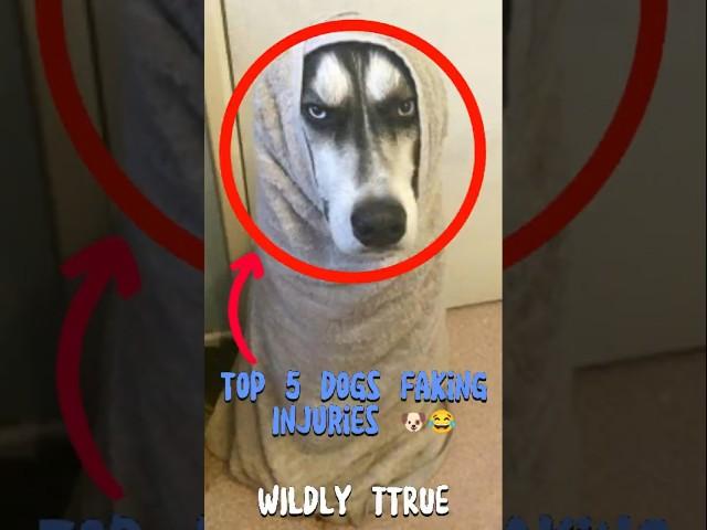 Top 5 Dogs Faking Injuries  | Wildly True #pets #funny #funnydogs  #funfacts #animals #dogshorts