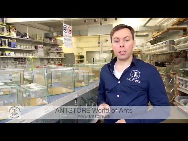 ANTSTORE - Advice for beginners in ant keeping 