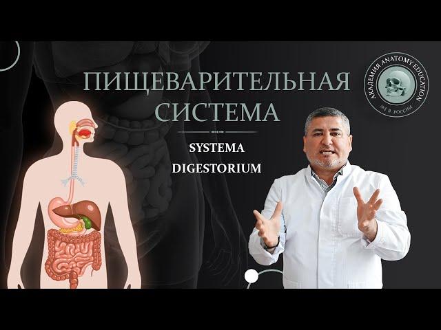 Пищеварительная система / Digestive system