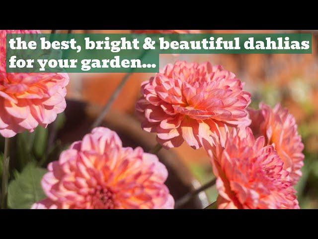 7 Delightful Dahlias | A Rosy Hardy Variety Showcase