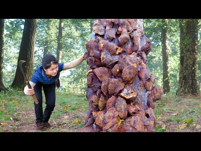 Harvesting Horseshoe Tree to sell at the market - Daily Life - Lý Thị Ngọc