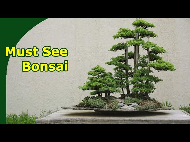 World famous and Iconic Must-See Bonsai (Touring the US national Bonsai and Penjing Museum)