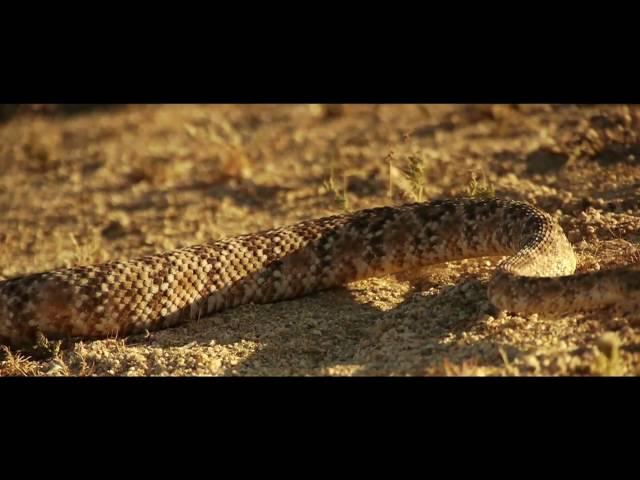 Joshua Tree filmed with Panasonic Lumix GH1 by Philip Bloom