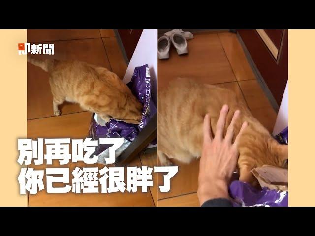 橘貓秀驚人食力狂嗑乾乾 飼主拉不走怒嗆：死胖子｜寵物動物｜貓咪｜精選影片