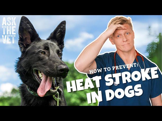 Heat stroke in dogs! Prevention & symptoms | ASK THE VET with Dr Scott Miller