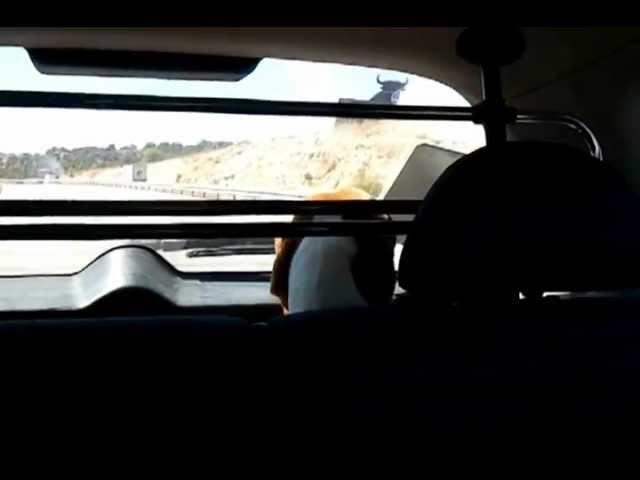 Funny Beagle barking in the car. ----  Beagle ladrando al toro de Osborne