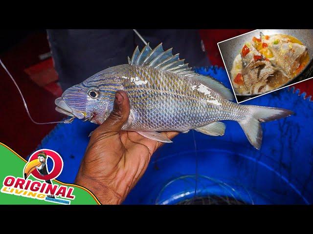 Big Fat Grunt Caught On Palanca Line | Grunt Fish Catch And Cook