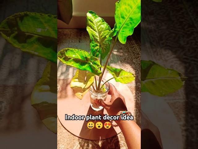 Syngonium plant decor idea#short#youtube short#viral video#plant#plant lover