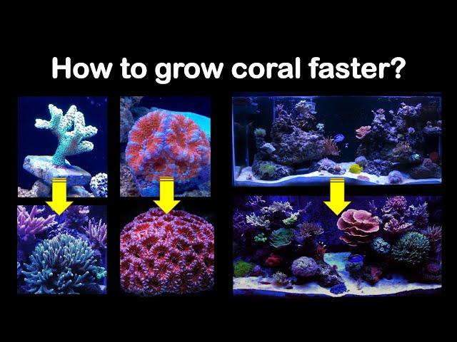 Are your corals not growing fast enough? Let me see if I can help!