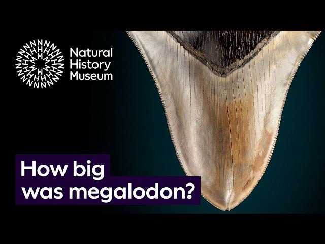 How big was megalodon, and how do we know? | Surprising Science