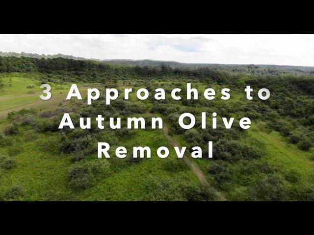 #25 Autumn Olive Removal - 3 Easy Methods Demonstrated on the Habitat Oasis Project in SE Ohio