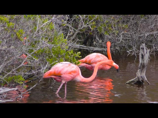 American Flamingos in the Galapagos (4K UHD)