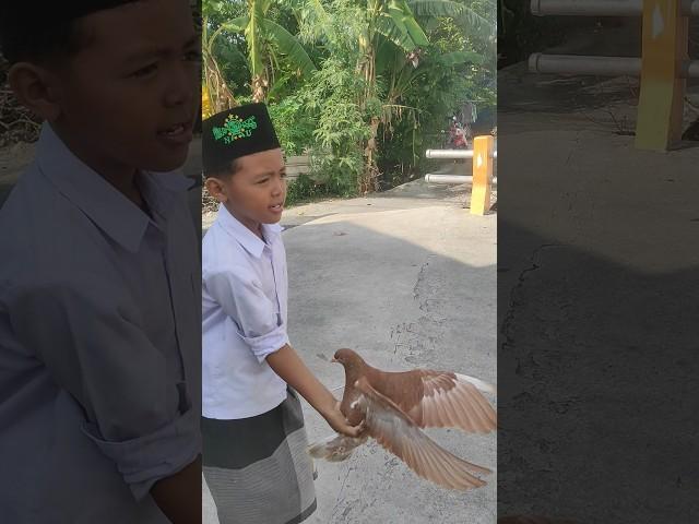 main burung dara merpati keket #dara #burung #merpati a#anak #shorts