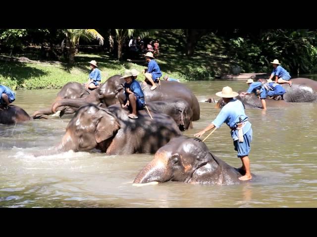 Thai Elephant Conservation Center