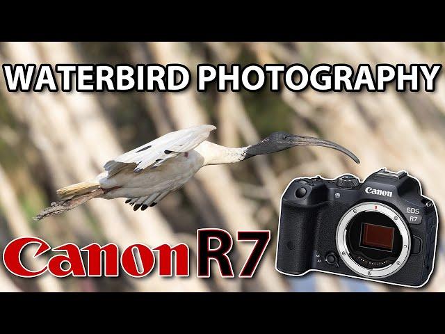 Canon R7 Waterbird Photography - How good is EYE DETECT AF?!