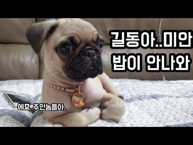 [퍼그] 자동급식기와 분노의 김길동