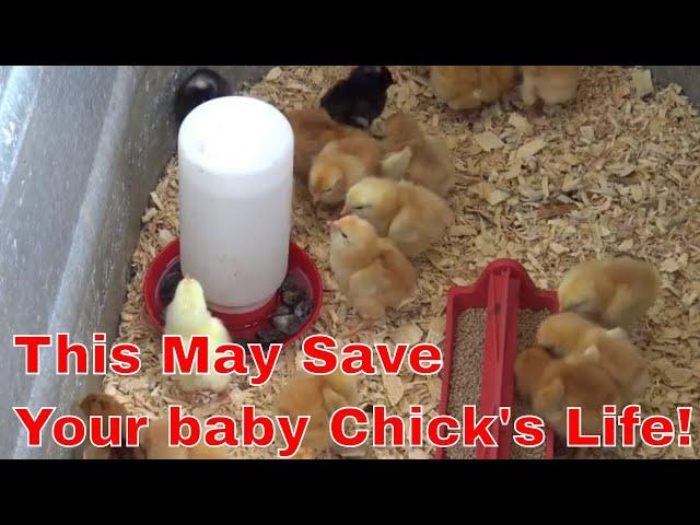 How to raise baby chicks