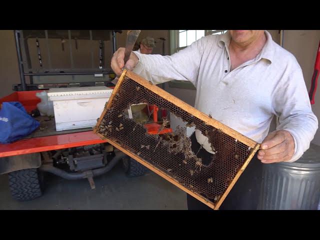 Honey #2 How to take care of a bee swarm? Dog Eats Bees (English Version)