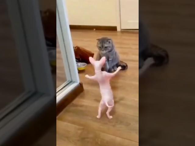 ROFL Moments: The Most Hilarious Cat Videos from Around the Globe! #shorts  #cats #funny #animals