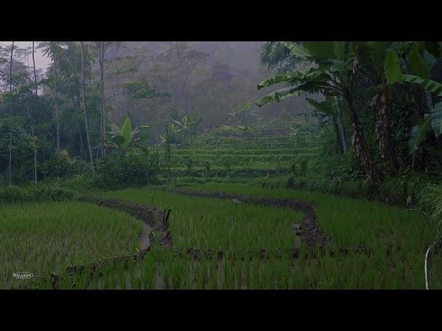 Monsoon Rain & Thunder on Misty Rice Field | Help Sleep, Study, Meditation, PTSD