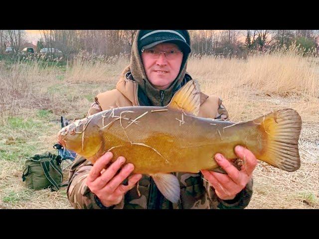 Рыбалка на огромных линей на реке, донка на линя  | Līņi cope pavasarī