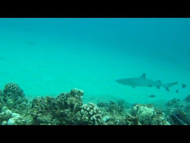 sharks trailer Hawaii