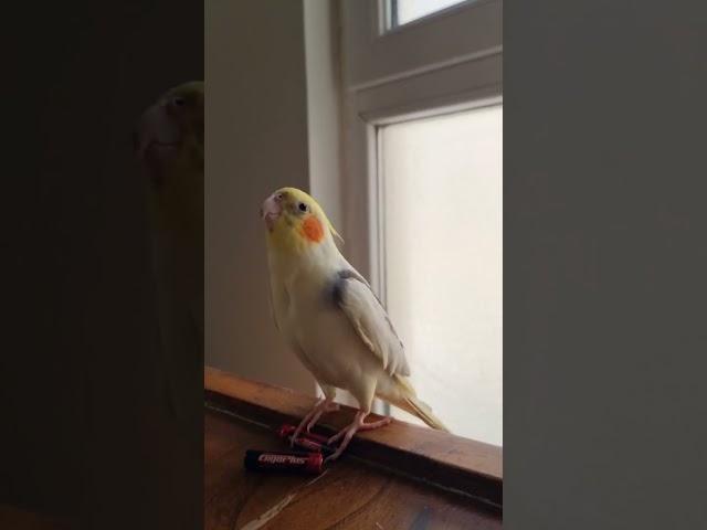 Mocki the Cockatiel Sings the Famous 'Cookie Cookie' Song! #birds #cockatiel