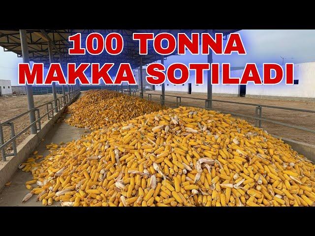 100 TONNA MAKKA SOTILADI +998884610505