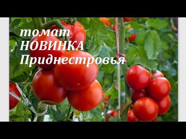 КУСТЫ ломятся от плодов!!ВСЕГДА С УРОЖАЕМ.#томаты #урожай