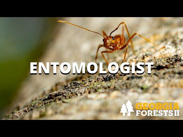 Entomologist | Careers in Forestry