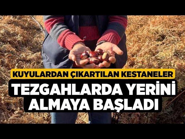 Kuyulardan çıkartılan kestaneler tezgahlarda yerini almaya... - Denizli Haberleri - HABERDENİZLİ.COM