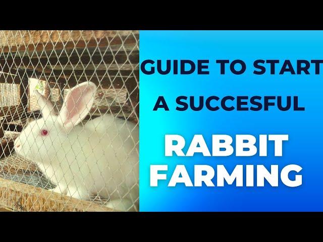 Beginners Guide To Starting A Successful Commercial Rabbit Farm
