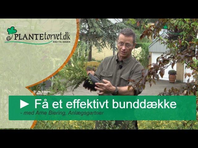 Bunddækkeplanter - Få et effektivt bunddække i haven og undgå ukrudt