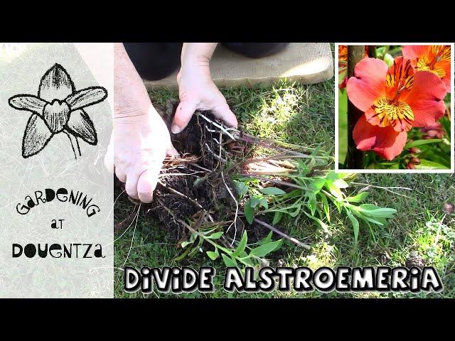 3 Tips for Dividing Alstroemeria, Peruvian Lilies || Quick & Easy Guide