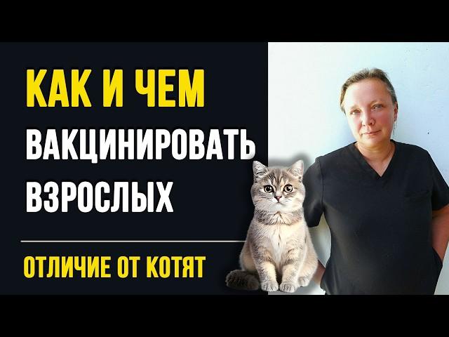Чем отличается вакцинация котят от взрослых кошек. Советы ветеринара с 20 летним опытом