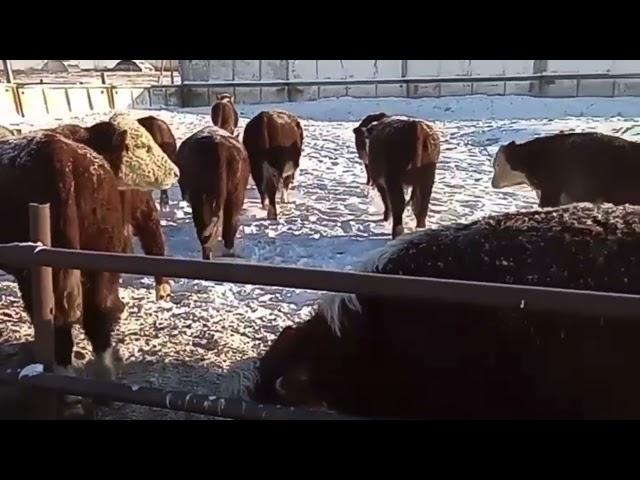 Бычки на откорме. Герефордская порода КРС. Быки как бизнес.