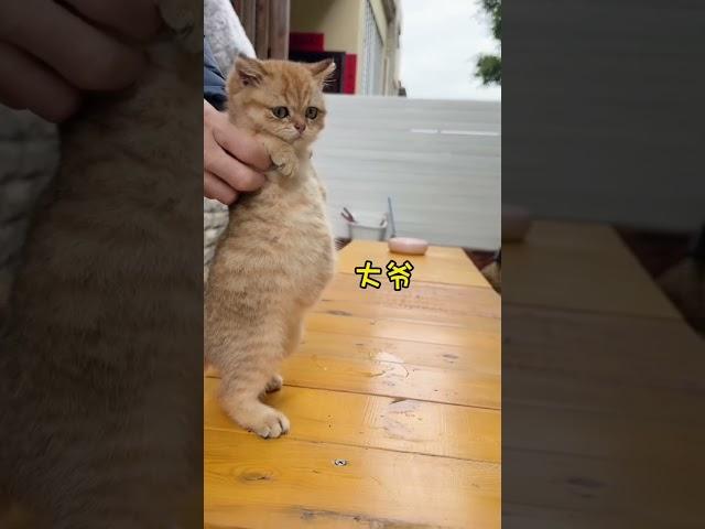 猫狗搞笑合集 #1 #宠物 #毛小孩 #tiktok抖音