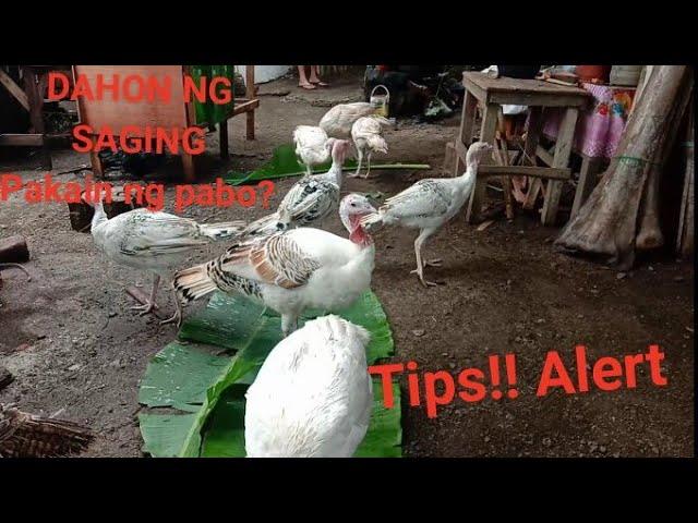 Dahon ng Saging pakain ng Pabo/ Turkey | tipid tips | ClaudeCast Tv