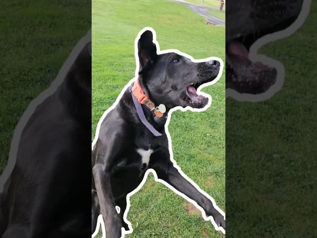 OUTLINE TREND (but labmaraner edition) #dog #shorts