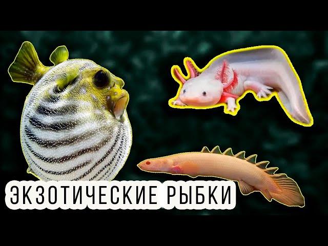 АКВАРИУМНЫЕ РЫБКИ НЕ ДЛЯ НОВИЧКОВ!