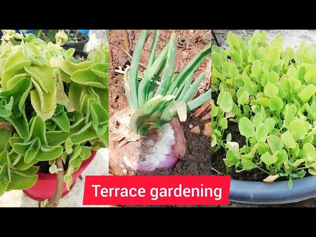 Terrace gardening || Home gardening ||  Organic Terrace Gardening || Madhu's Bommarillu || #Shorts