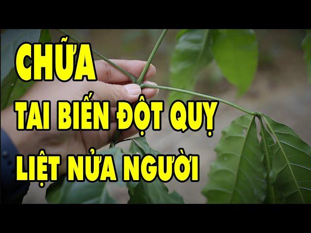 Phát Hiện Loài Cây Thuốc Quý Chữa Tai Biến Đột Quỵ Liệt Nửa Người Cũng Bình Phục Lạ Thường | HYT3