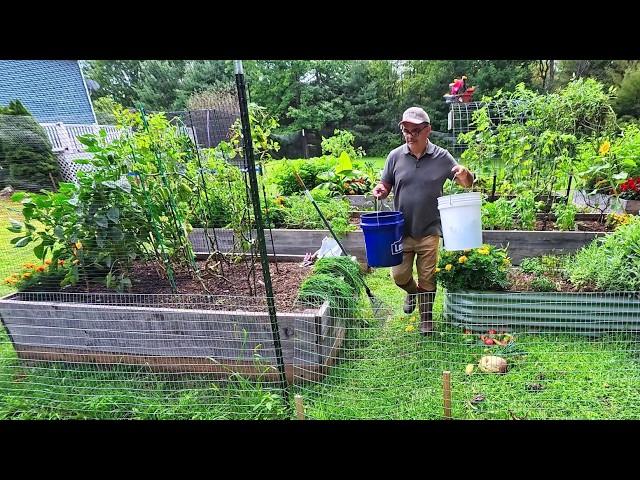 Late Summer Garden Harvest