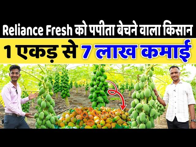 Reliance Fresh को पपीता बेचकर 7 लाख प्रति एकड़ कमाई // Papita ki Kheti Papaya Farming Information