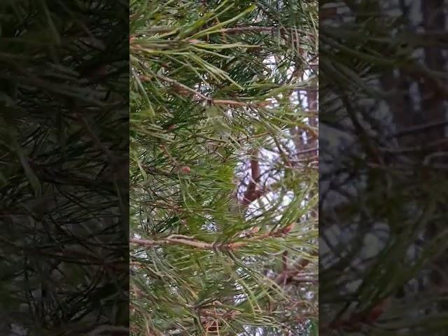 Have a holly, jolly nature Christmas!  #nature #naturelover #shortsvideo